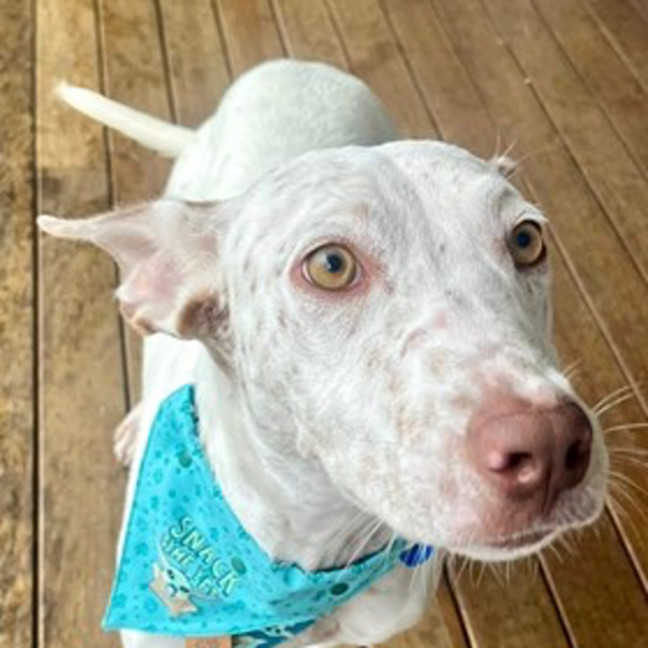 Photo of Casper
