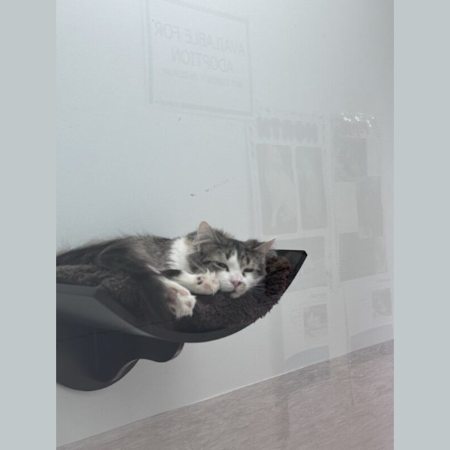 Photo of Pookie