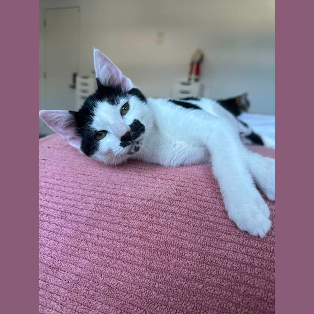 Photo of Chaplin 🍿