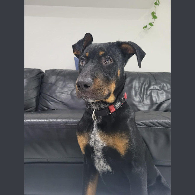 Photo of Zigzag 