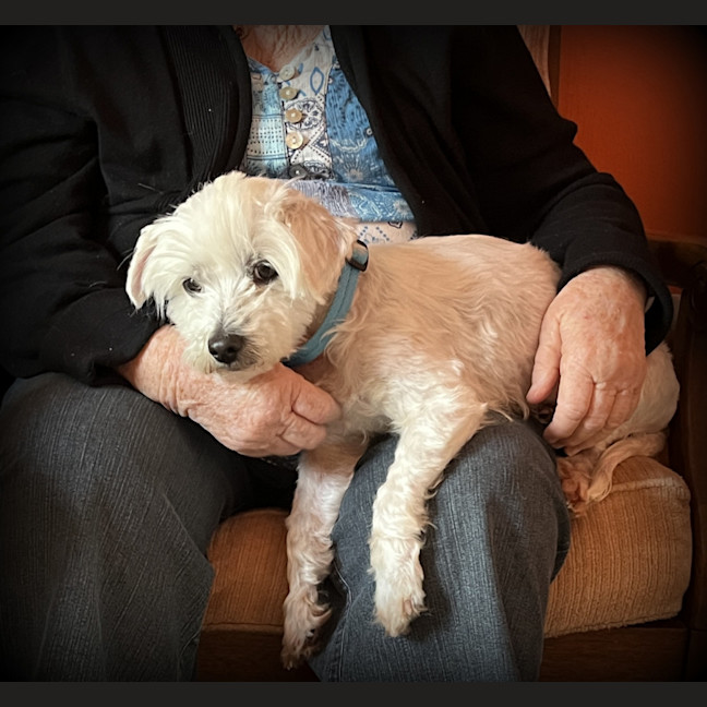 Photo of Angel 😇9yo, Maltese X Shih Tzu (On Trial 4/11/24)