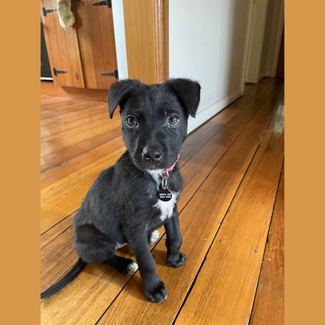 Photo of Koda