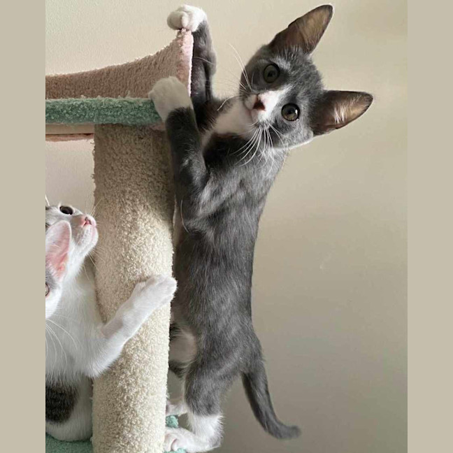 Photo of Kale   Located In Northcote