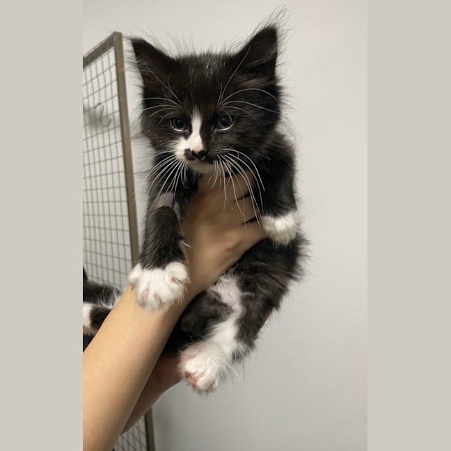 Photo of Oreo