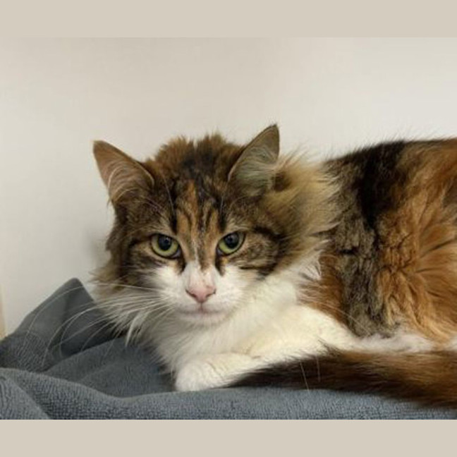 Photo of Jazz