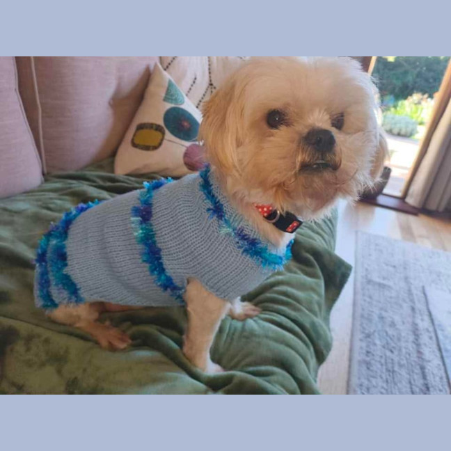 Photo of Ollie