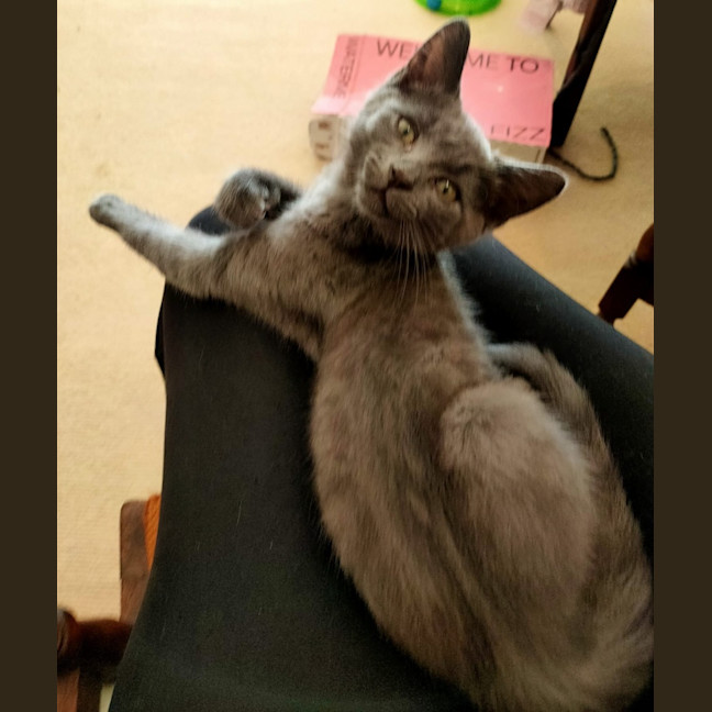 Photo of Pebbles