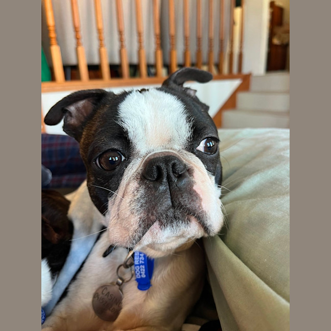 Photo of Cash & Casino   4 & 2 Year Old Boston Terriers