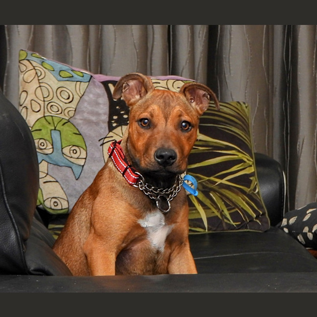 Photo of Lilly (Was Lolly)