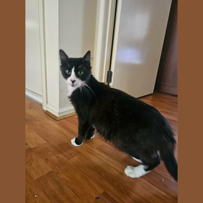 Photo of Drake *9 Lives Project Rescue*
