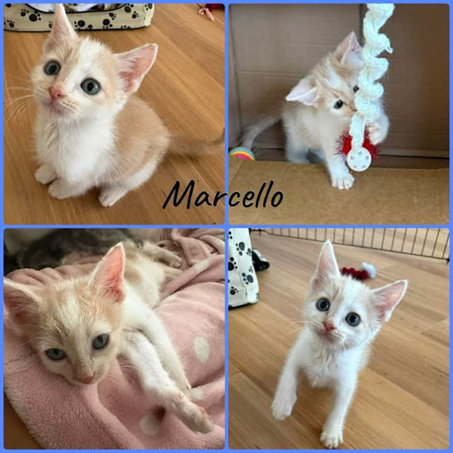 Photo of Marcello