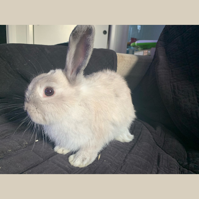 Photo of Bunnifer Aniston