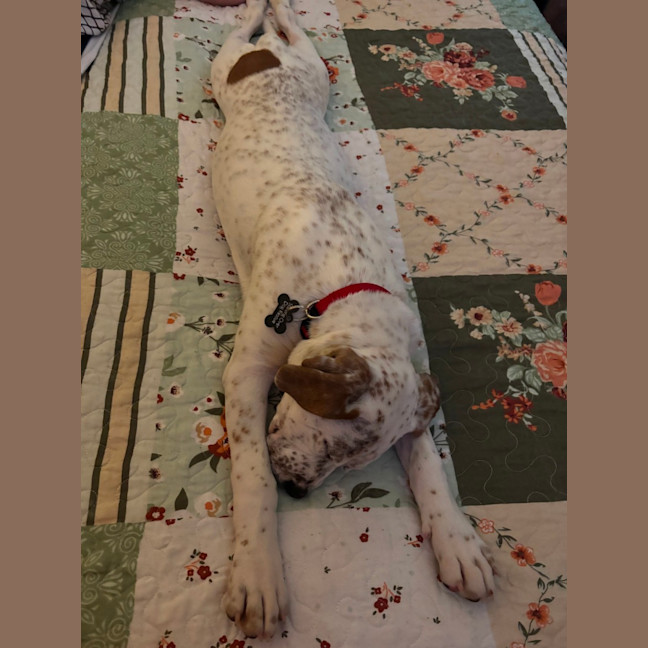 Photo of Cinnamoroll