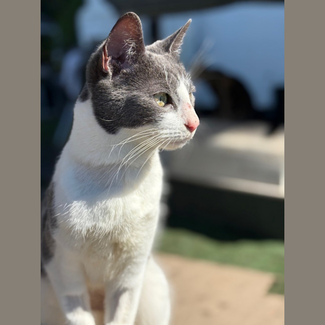 Photo of Willow