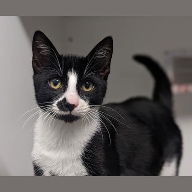 Photo of Domino