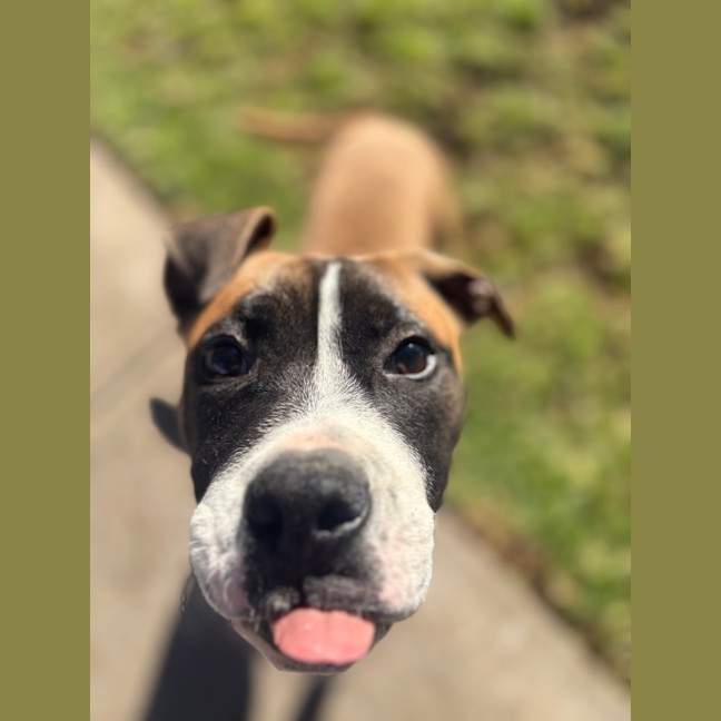 Photo of Frankie