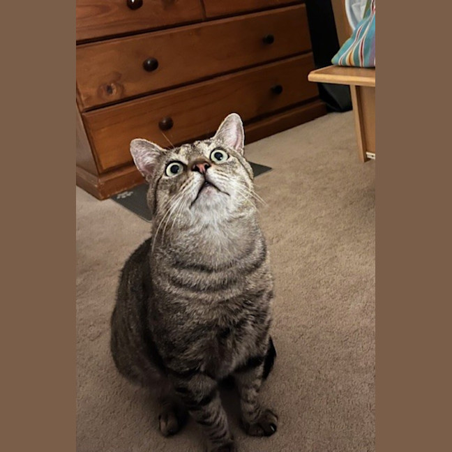 Photo of Badger
