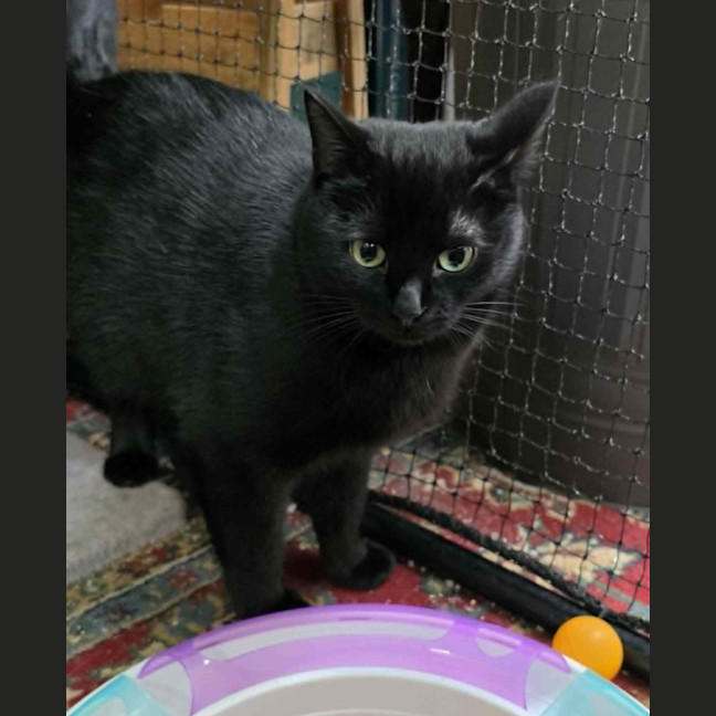 Photo of Ebba ** 2nd Chance Cat Rescue **