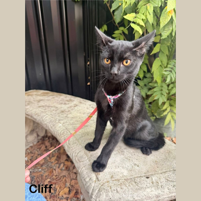 Photo of Cliff
