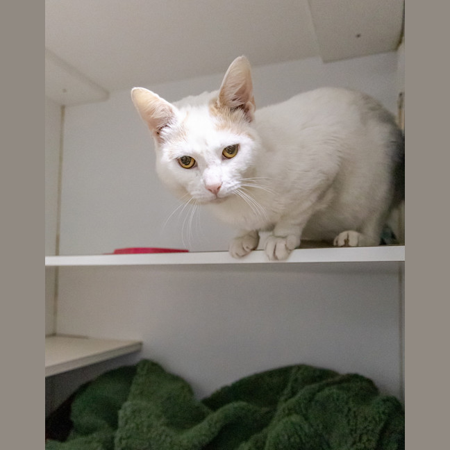 Photo of Bronson