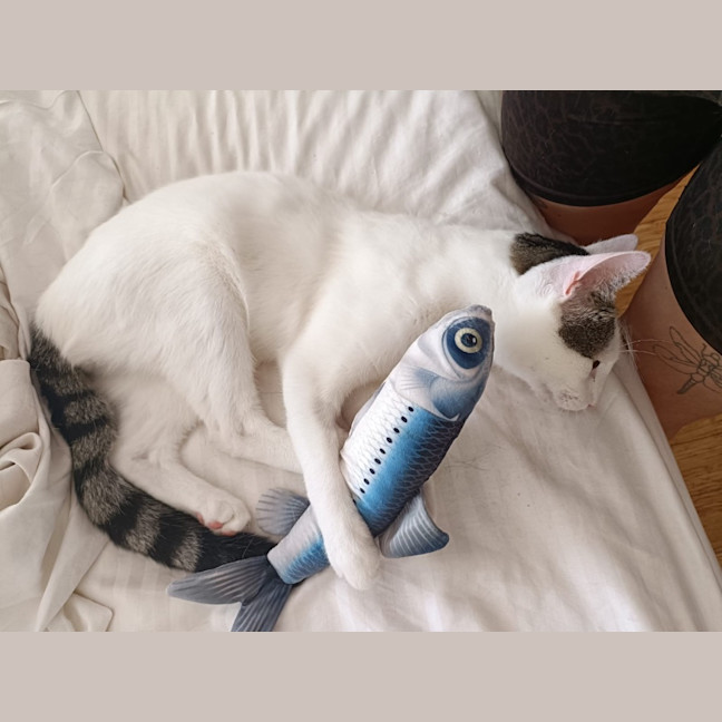 Photo of Stellar Slinky