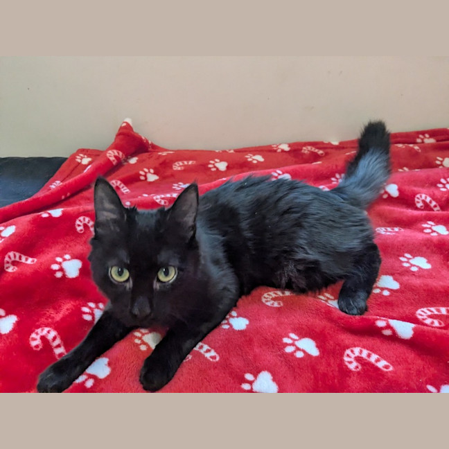 Photo of Biscuit 
