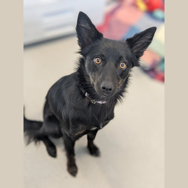 Photo of 🦊 Nova 6312 🦊