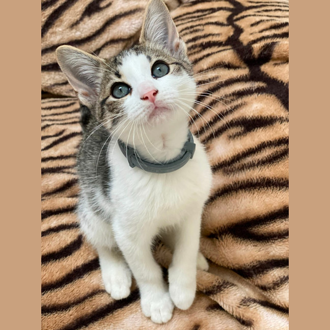 Photo of Ford (9196)