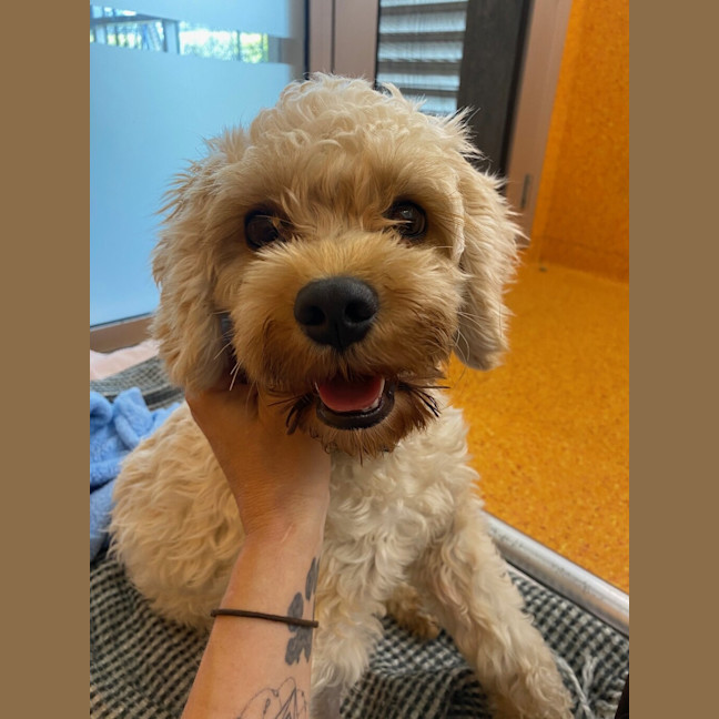 Photo of Teddy