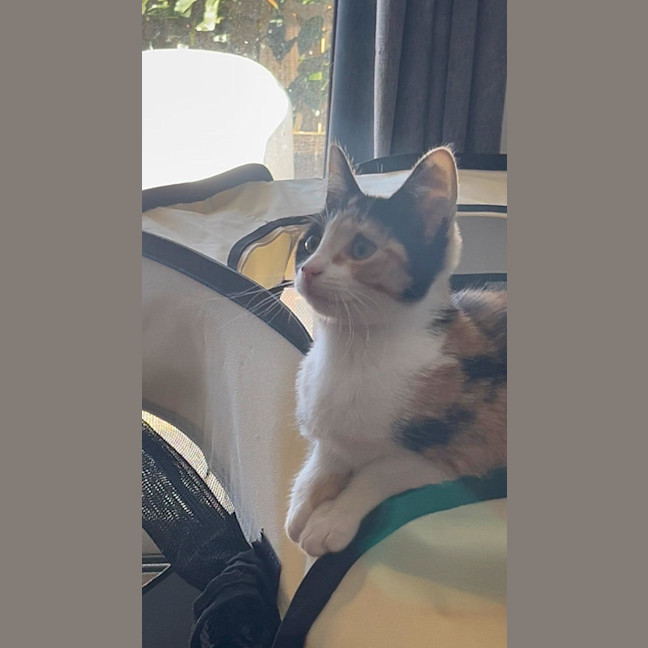 Photo of Pixie