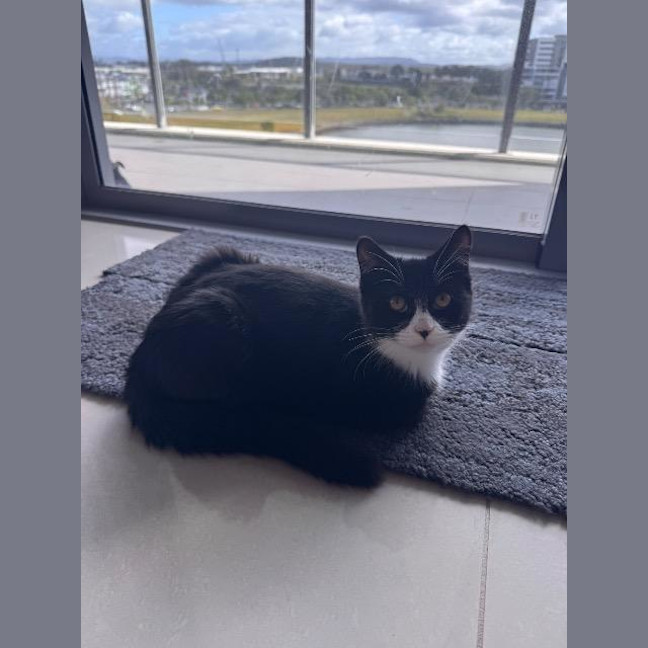 Photo of Oreo