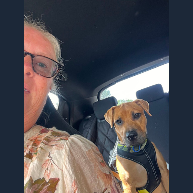 Photo of Josie   4 Month Old Mixed Breed