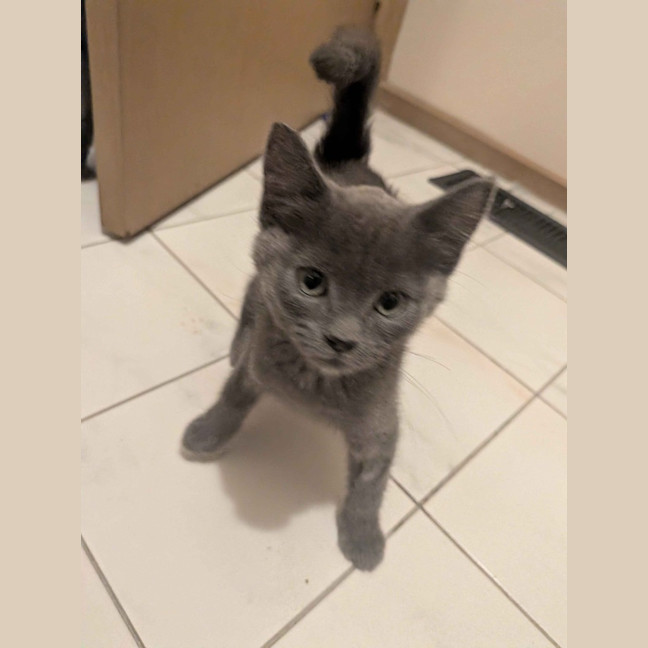 Photo of Shadow