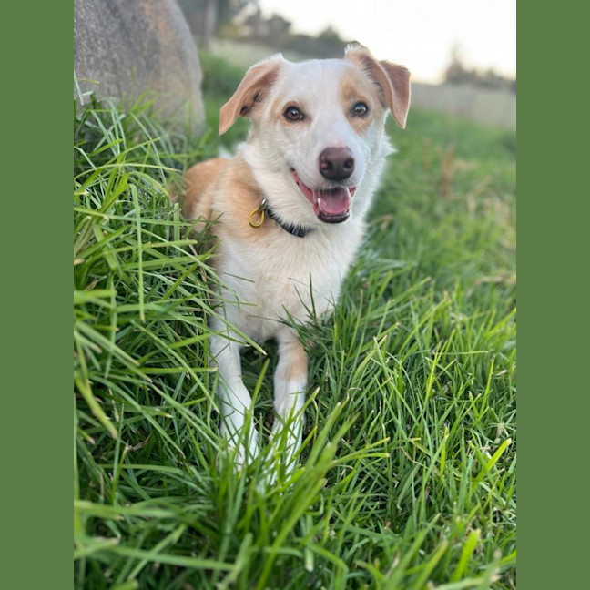 Photo of Charlie Dara