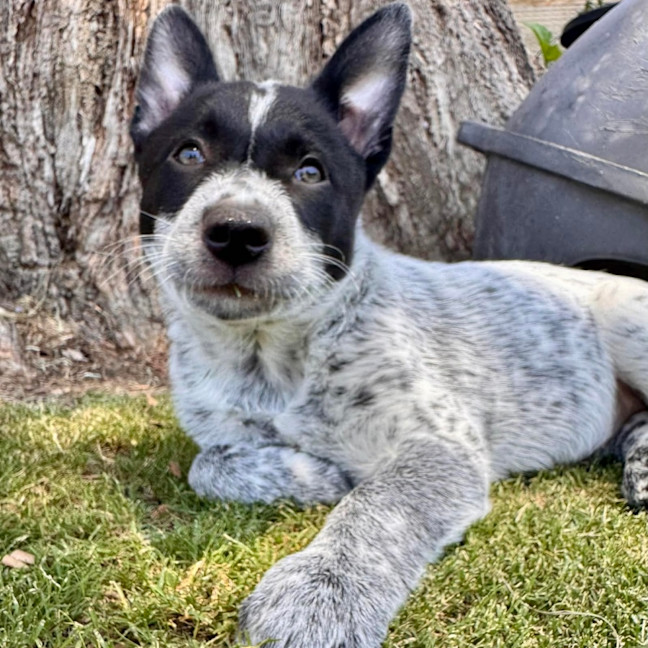 Photo of Bindi 💞🎾