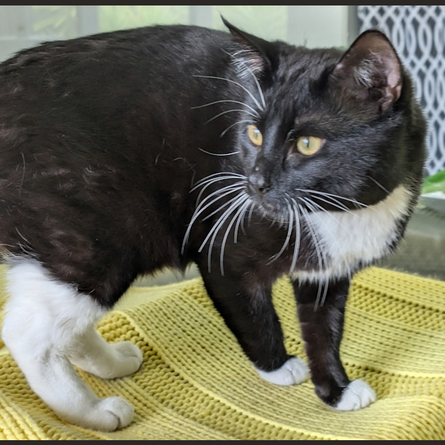 Photo of The Mute Wolf