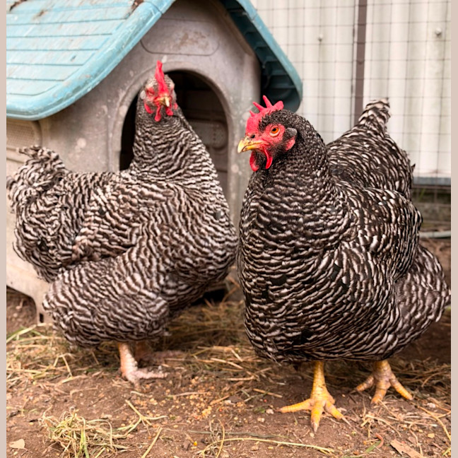 Photo of Lucy & Ethel