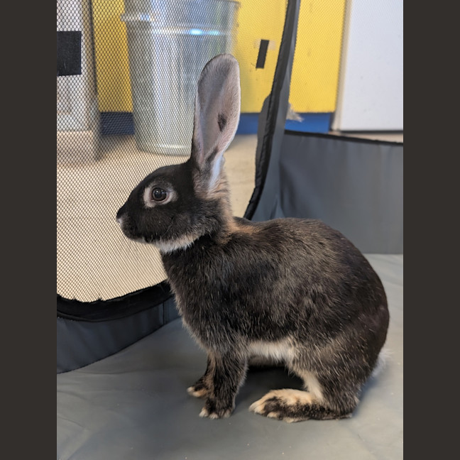 Photo of Willow