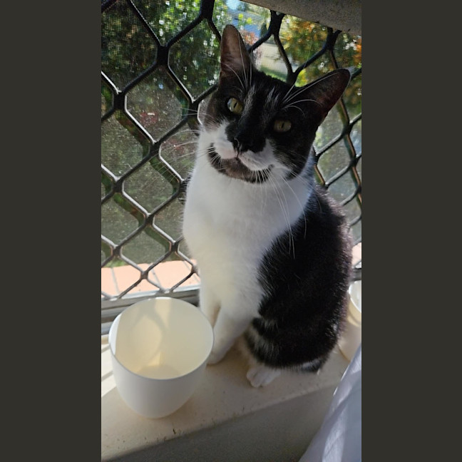 Photo of Buttons