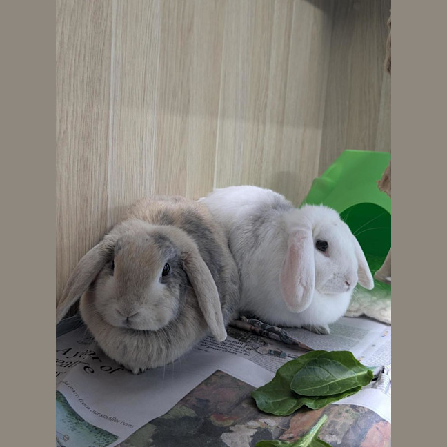 Photo of 🥖 Baguette 6961 🥖