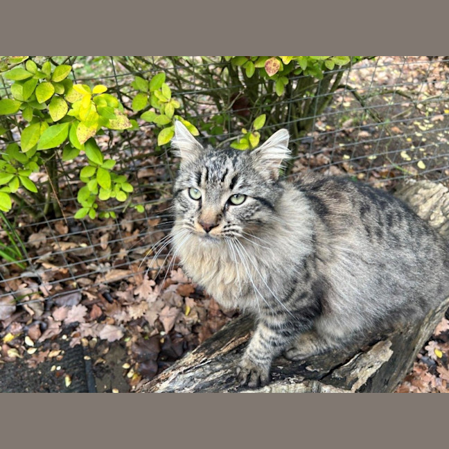 Photo of Aurelian Silvanus