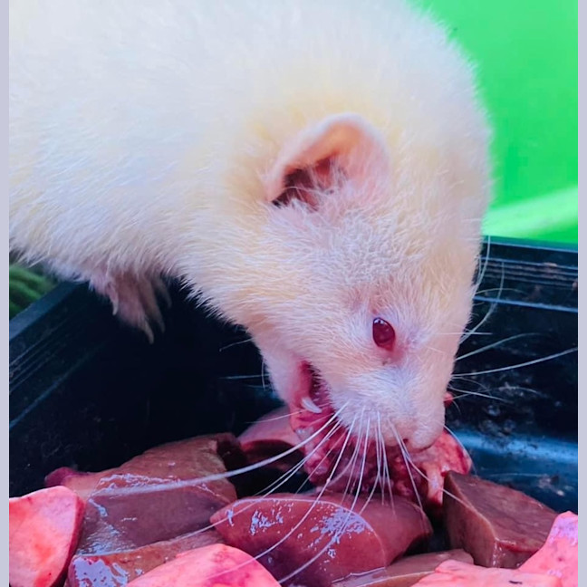 Photo of Fig, Anthea & Danger Mouse