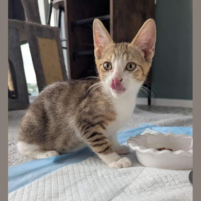 Photo of Marmalade