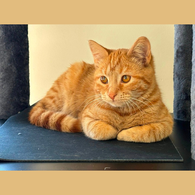 Photo of Bleu ** 2nd Chance Cat Rescue**