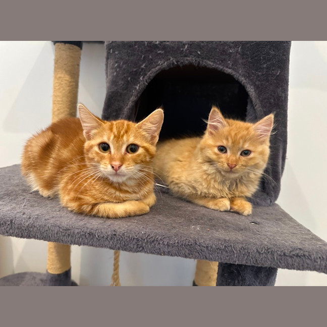 Photo of Kayak & Canoe