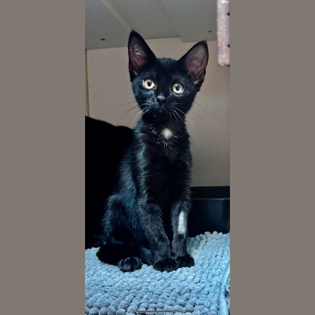 Photo of Binx