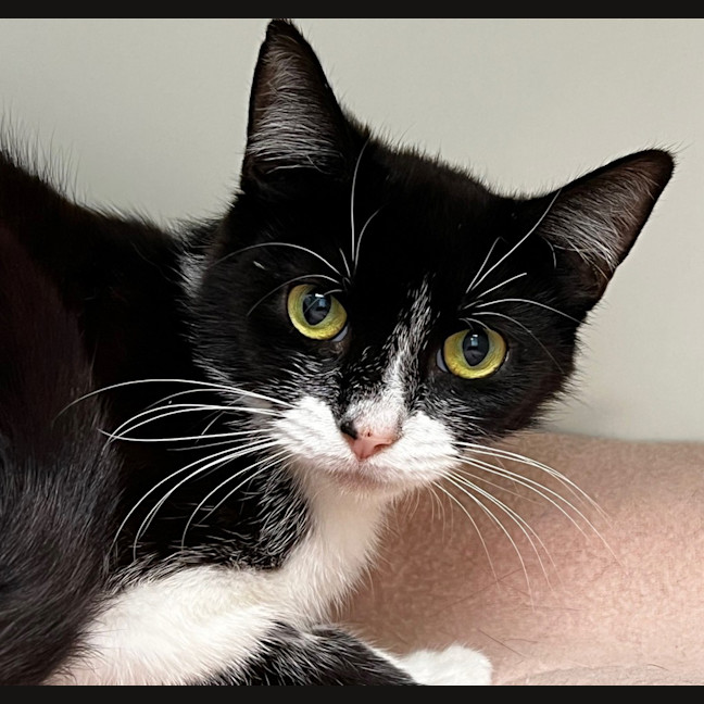 Photo of Sparki