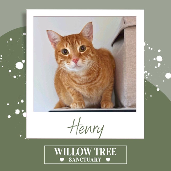 Photo of Henry
