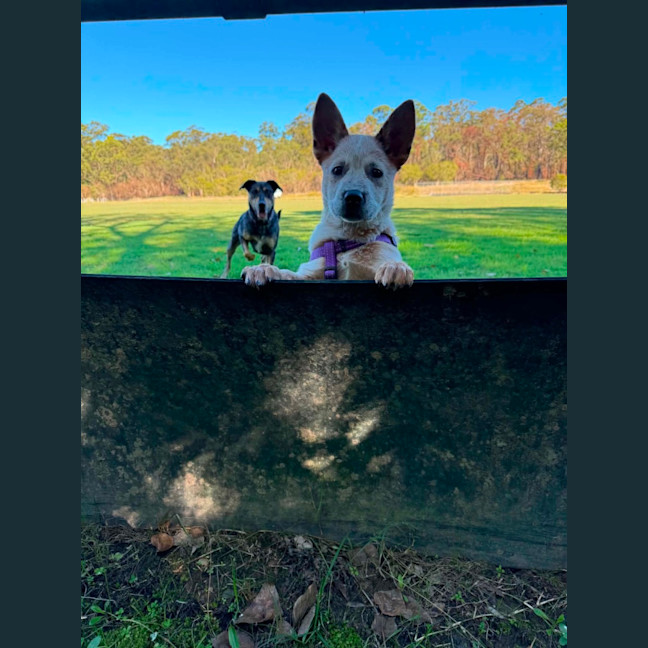 Photo of Pearl