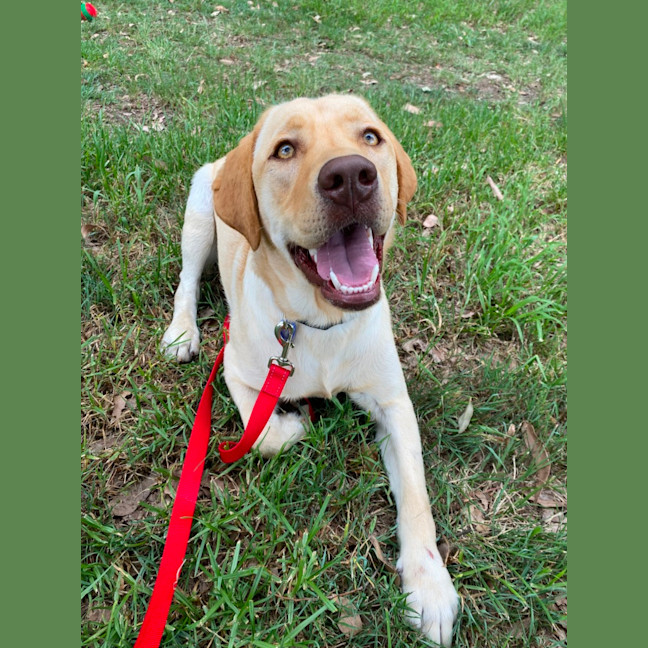 Photo of Walter   14 Month Old Labrador (Trial 22/12)